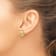 14k Yellow Gold Textured Lion's Paw Shell Stud Earrings