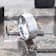 AIRES Flat Brush Finish Center Polished Edges Tungsten Carbide Ring 10mm