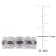 1 5/8 CT TGW Created White Sapphire and Created Ruby Ring Set in
Sterling Silver with BlacK Rhodium