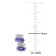 7/8  CT TGW Tanzanite and White Topaz Stud Earrings in Sterling Silver