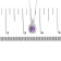Sterling Silver Oval Amethyst and Round Diamond Accent Fashion Drop
Pendant 18 Inch Chain