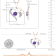 Dazzlingrock Collection Amethyst and Diamond Double Heart Pendant with
Chain in 14K Gold