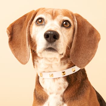 Shop Pet Collars